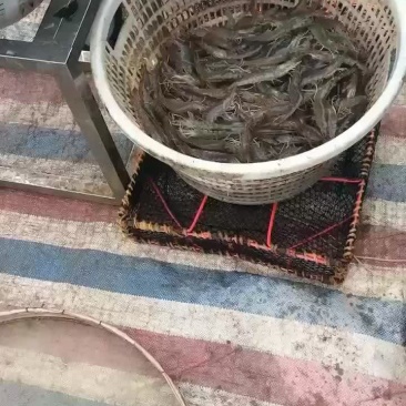 明虾基尾虾
