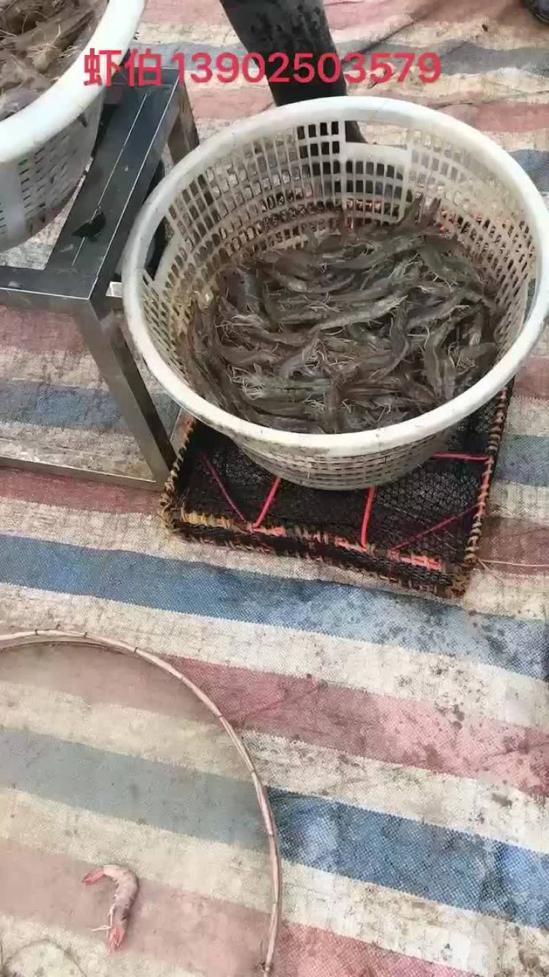 明虾基尾虾