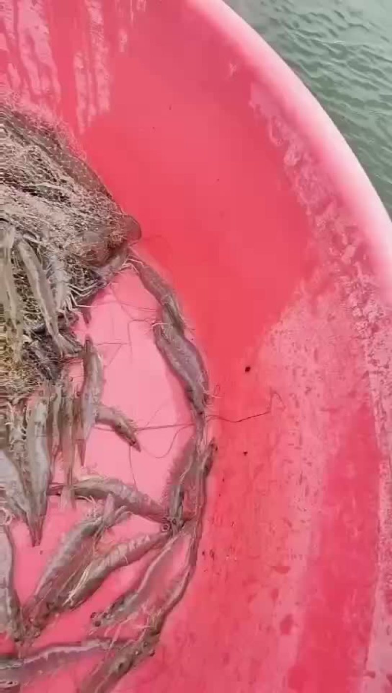 明虾基尾虾