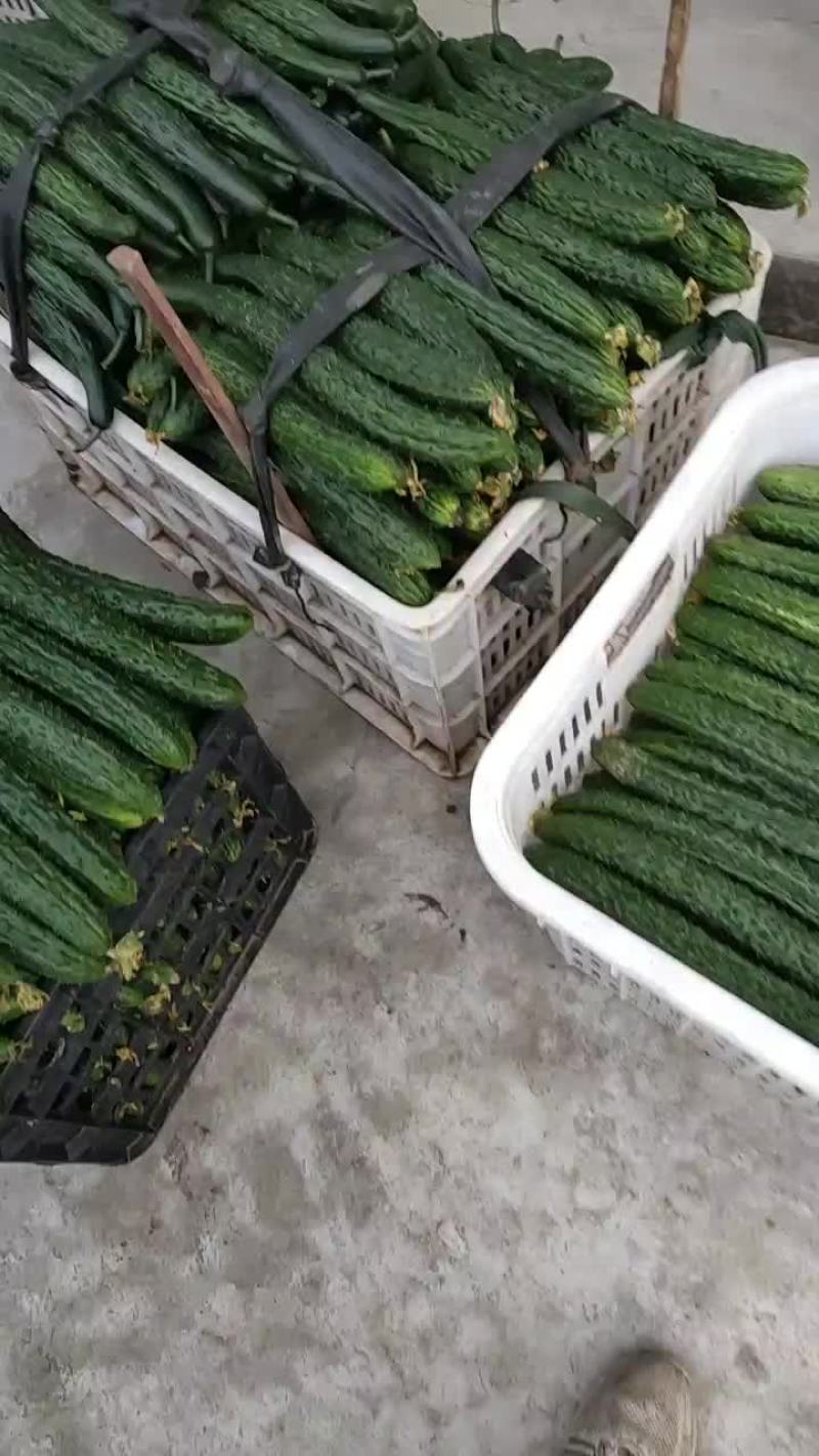 黄瓜大量上市了有需要的朋友联系我哈