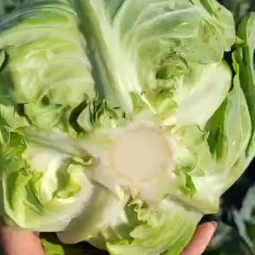 甘蓝