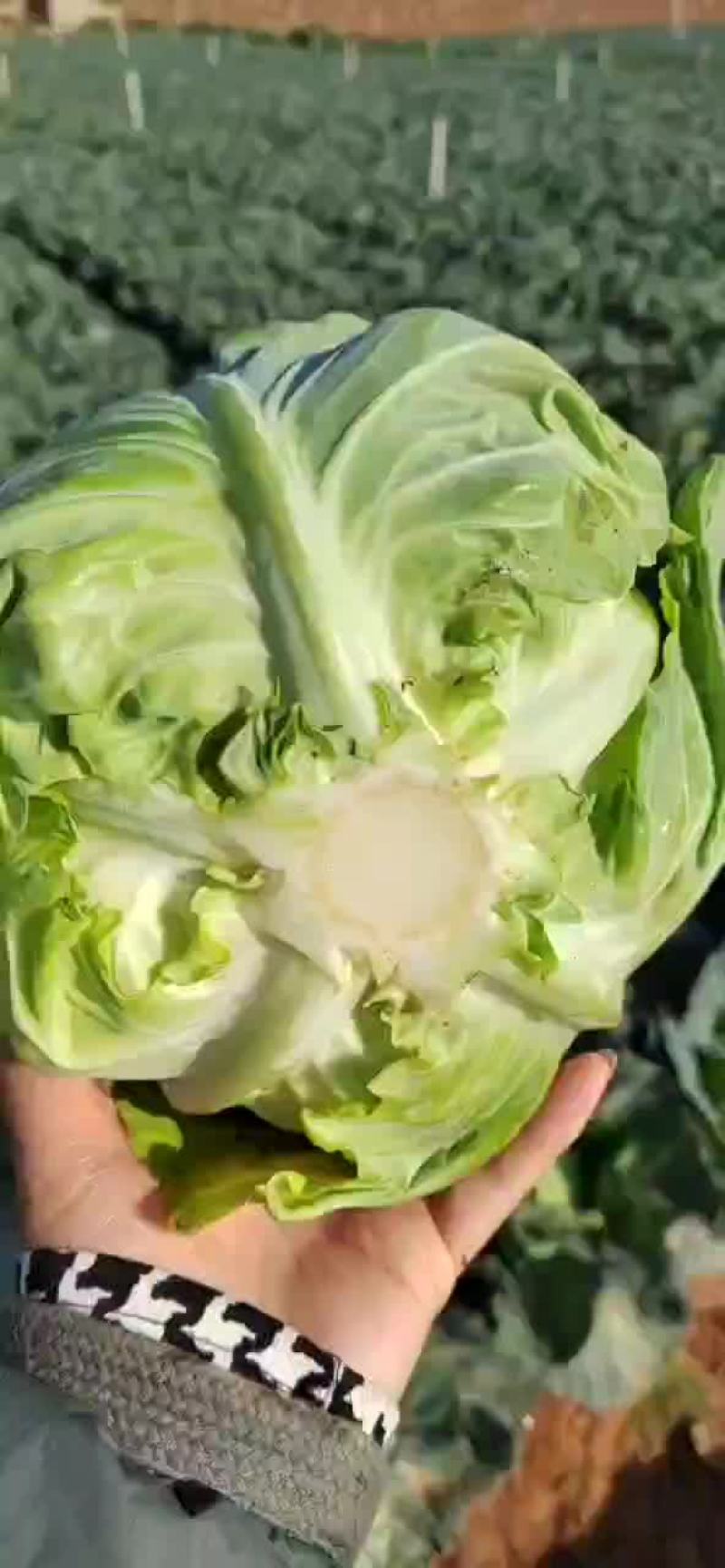 甘蓝