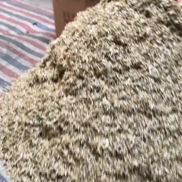 火焙鱼