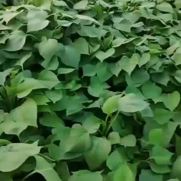 红薯苗