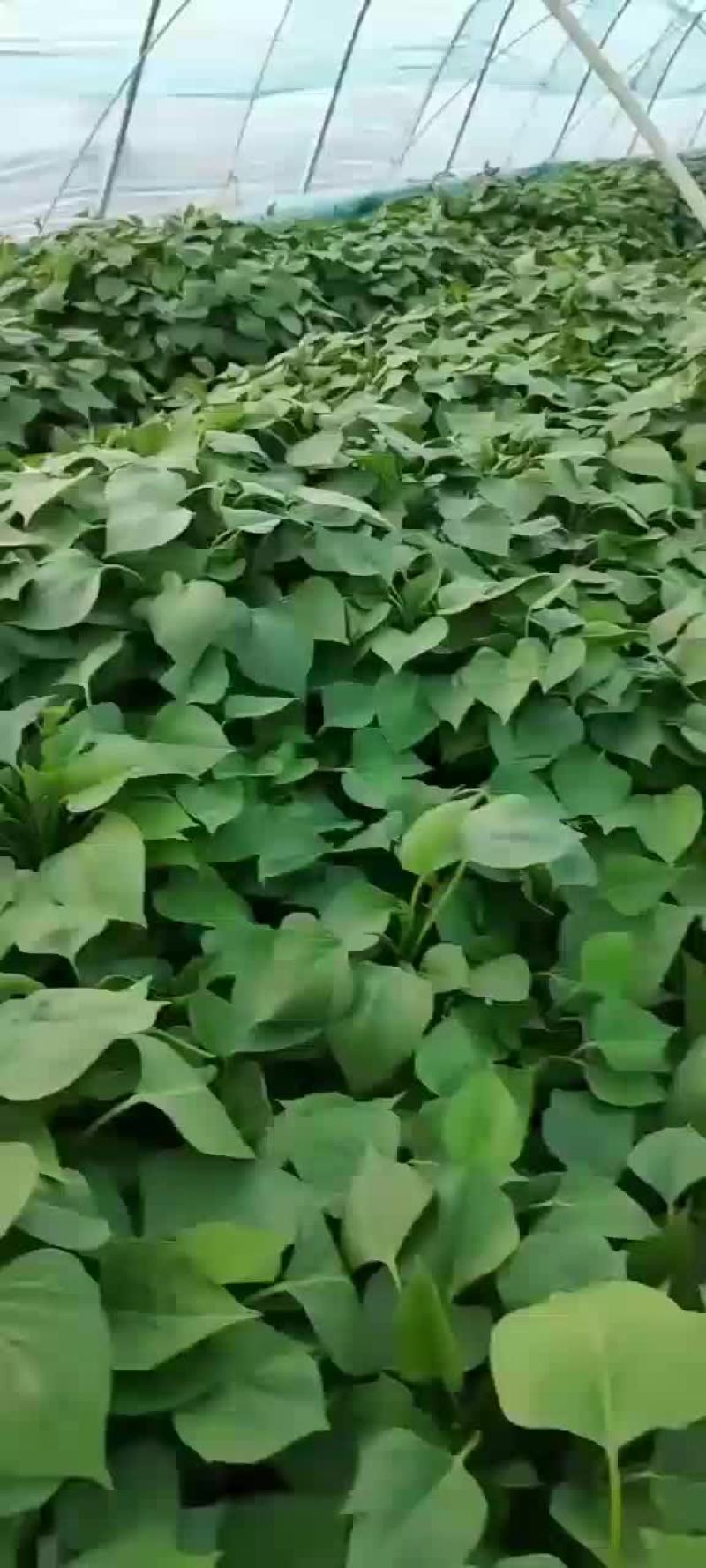 红薯苗