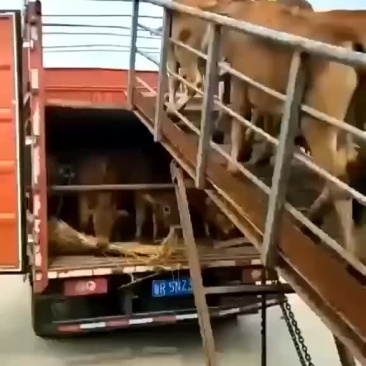 鲁西黄牛犊