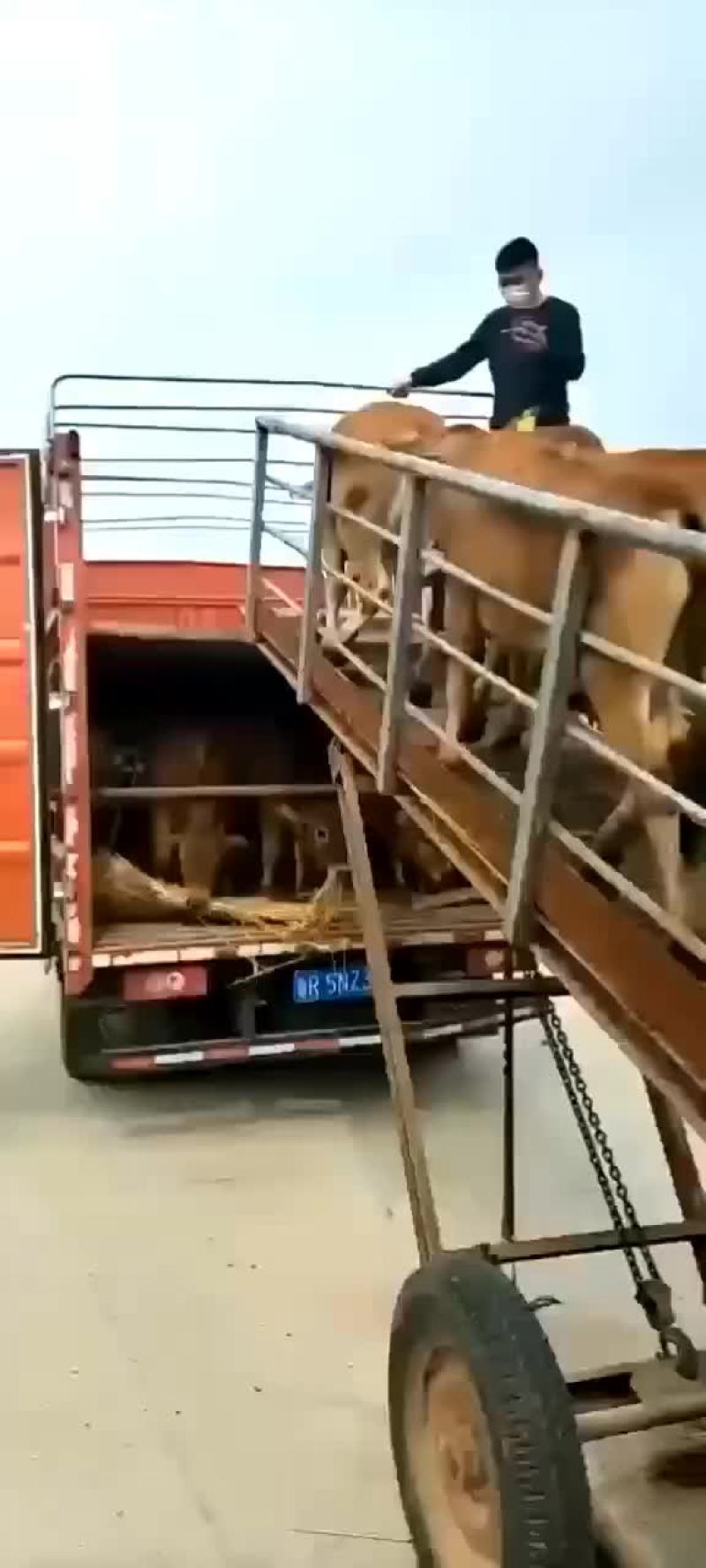鲁西黄牛犊
