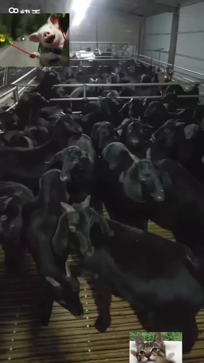 鲁西黄牛犊