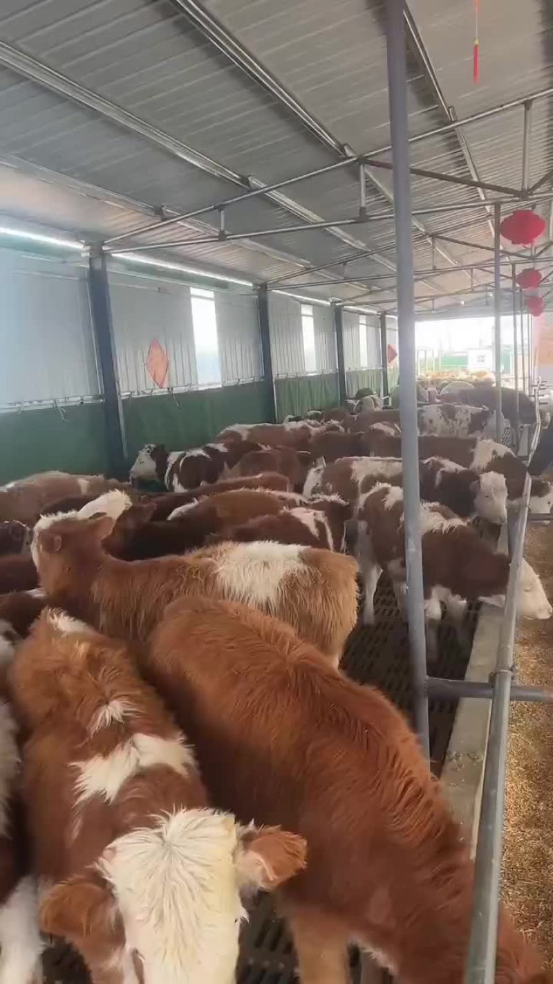 鲁西黄牛犊