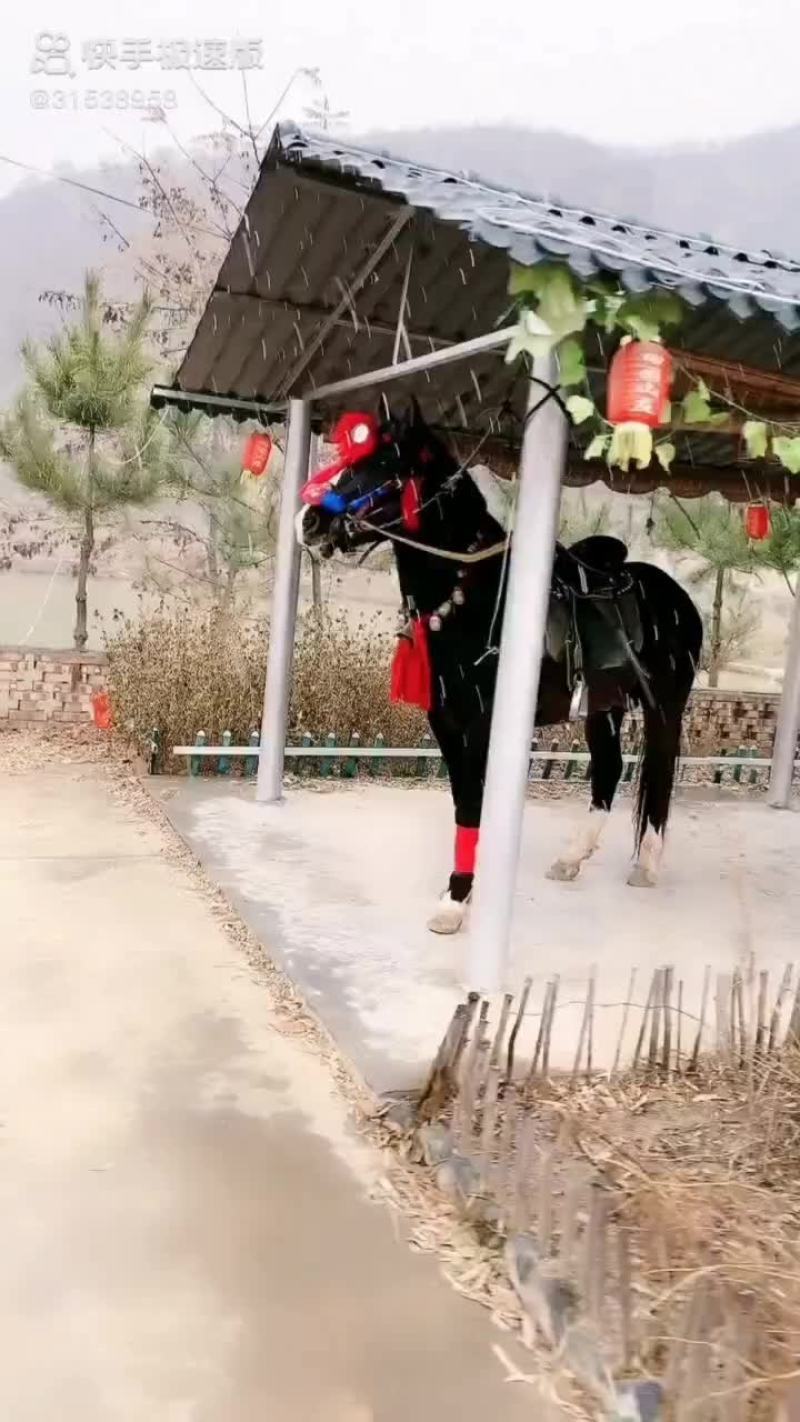 都可以骑马很大。