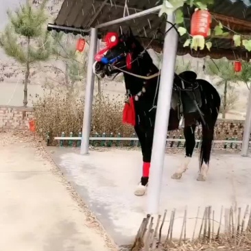 都可以骑马很大。