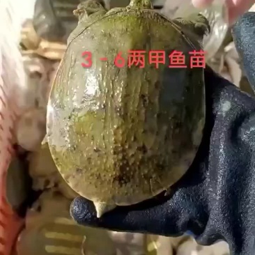 外塘甲鱼苗养殖苗，大小都有，基地直发