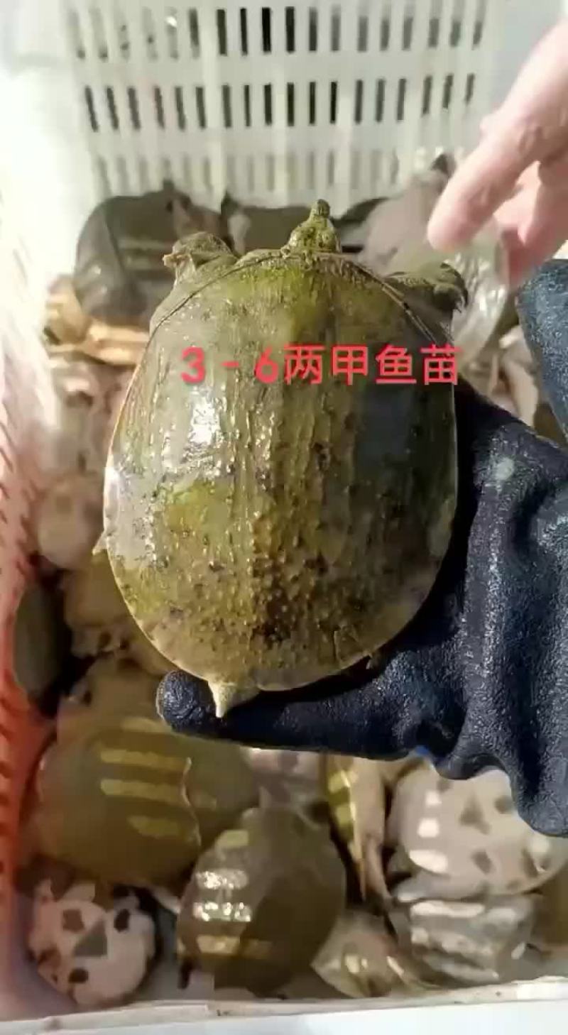外塘甲鱼苗养殖苗，大小都有，基地直发