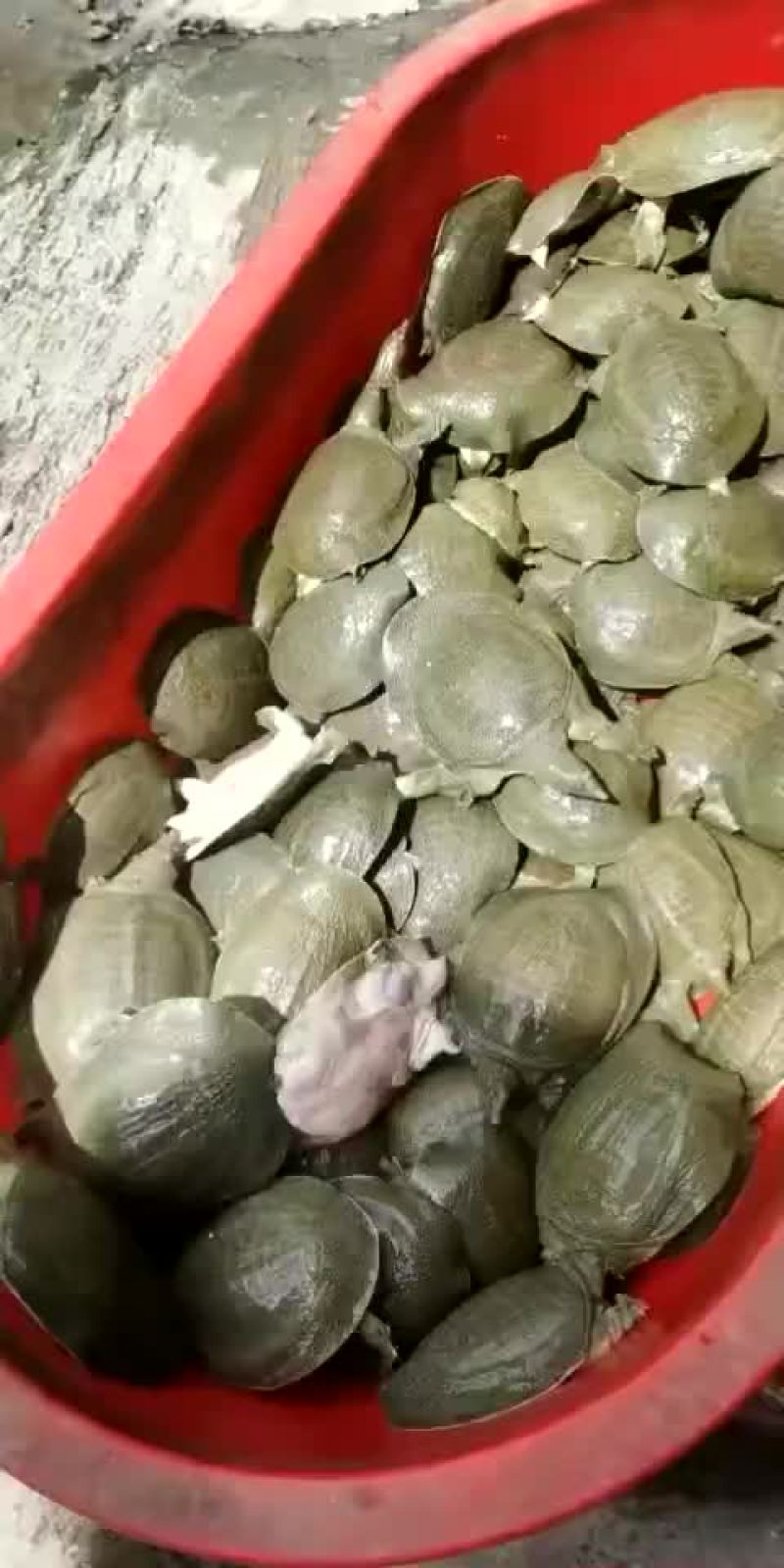 外塘甲鱼苗养殖苗，大小都有，基地直发