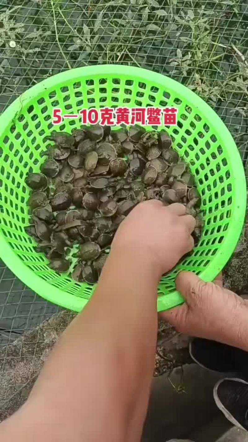 外塘甲鱼苗养殖苗，大小都有，基地直发