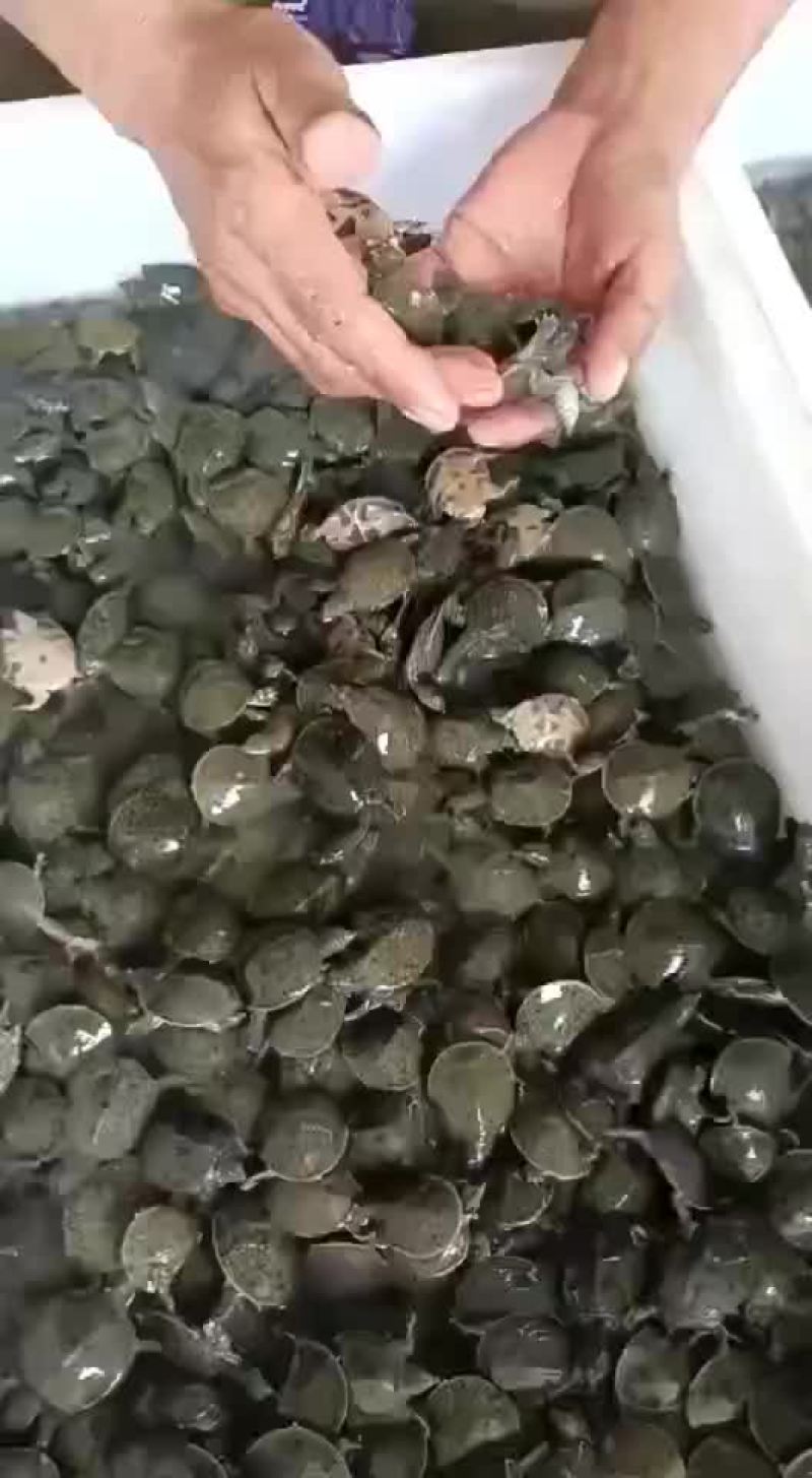 外塘甲鱼苗养殖苗，大小都有，基地直发