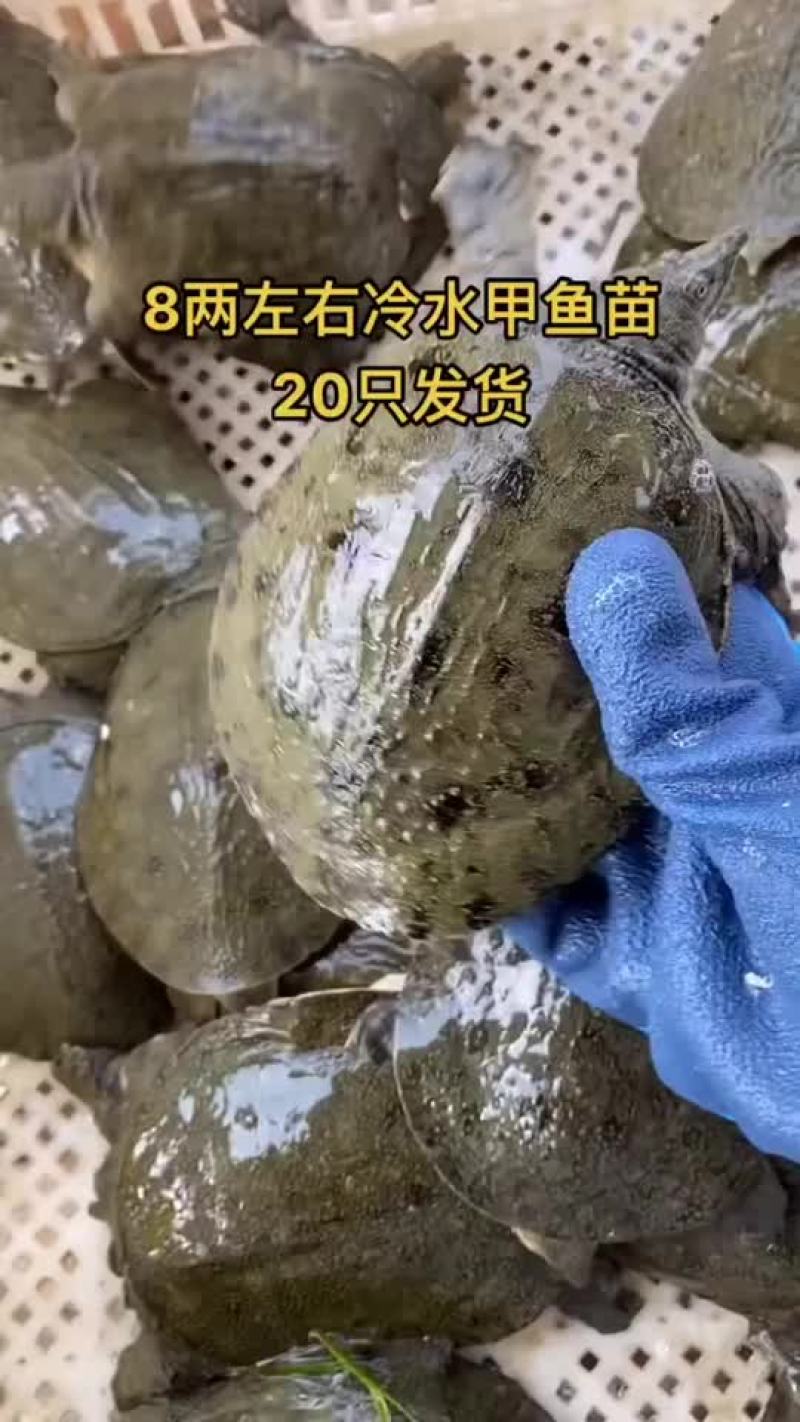 外塘甲鱼苗养殖苗，大小都有，基地直发