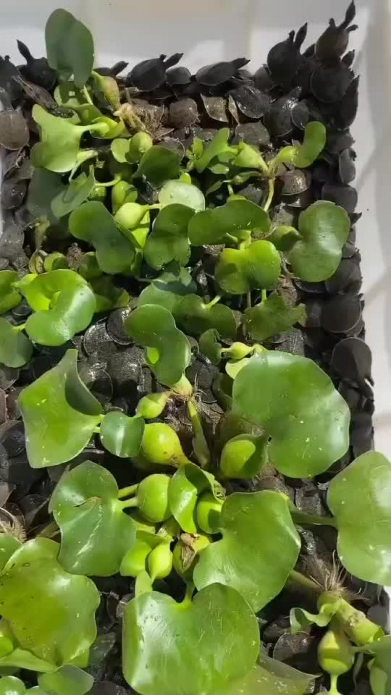 外塘甲鱼苗养殖苗，大小都有，基地直发