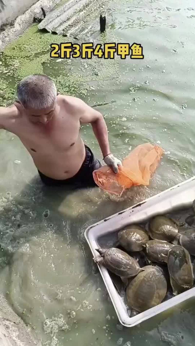 外塘甲鱼苗养殖苗，大小都有，基地直发