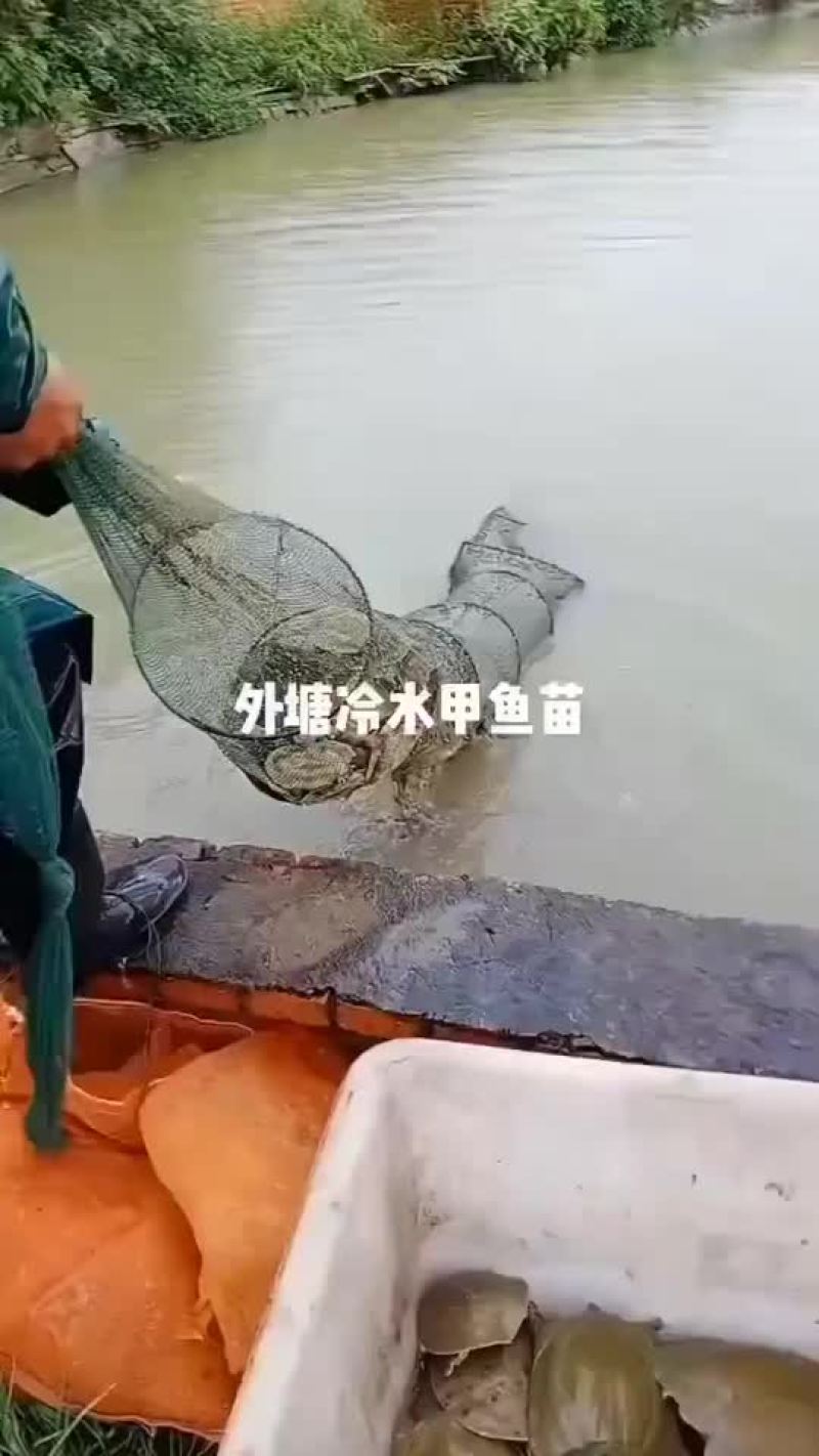 外塘甲鱼苗养殖苗，大小都有，基地直发