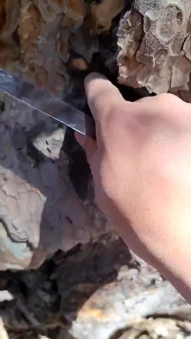 油松脂，干货半干货，质量保证，品质优良