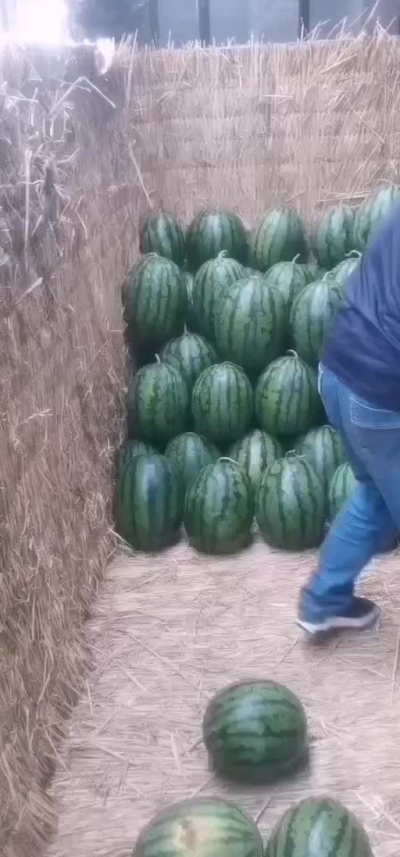 【精选】盖县甜王锦王四月末上市，需要的老板可以联系