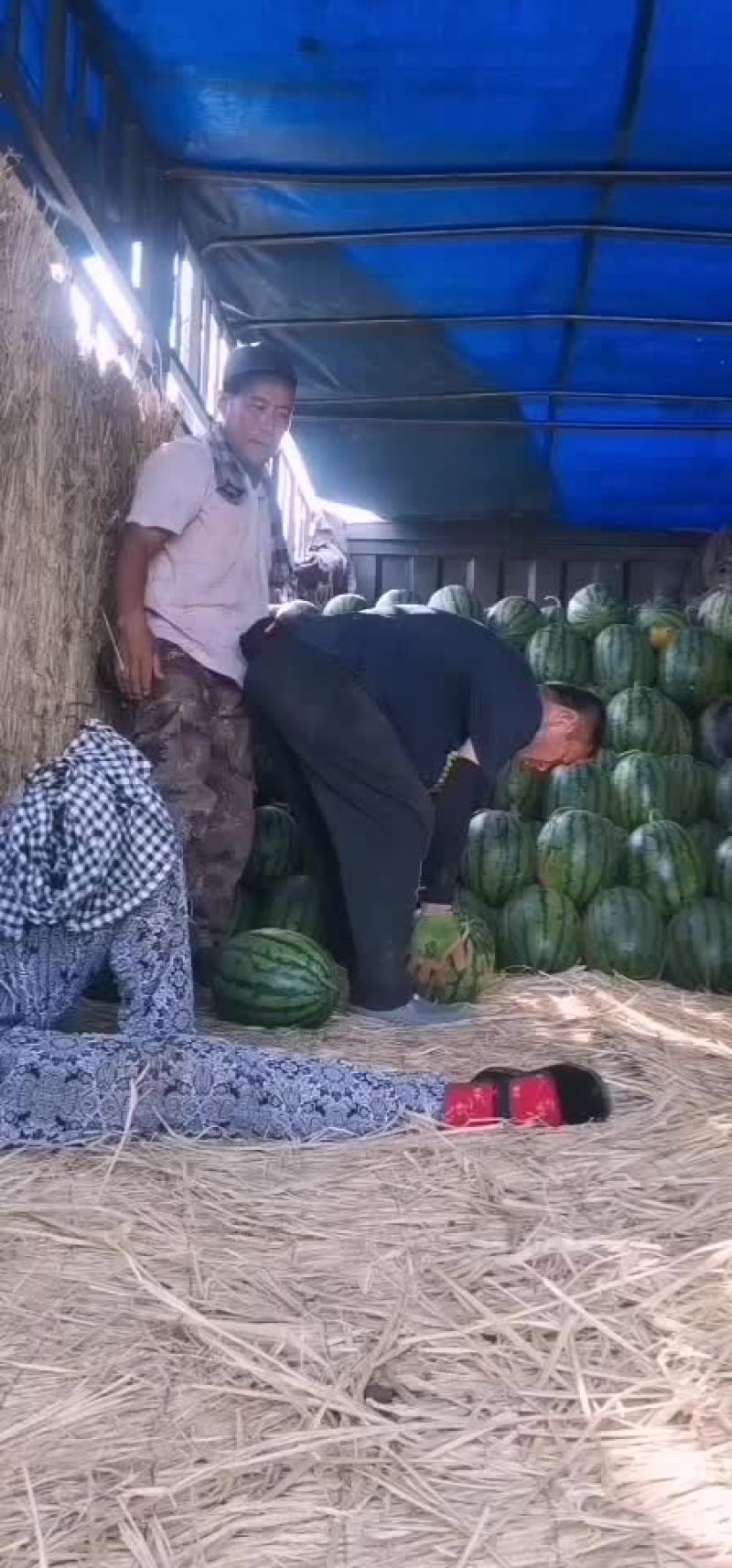 【精选】盖县甜王锦王四月末上市，需要的老板可以联系