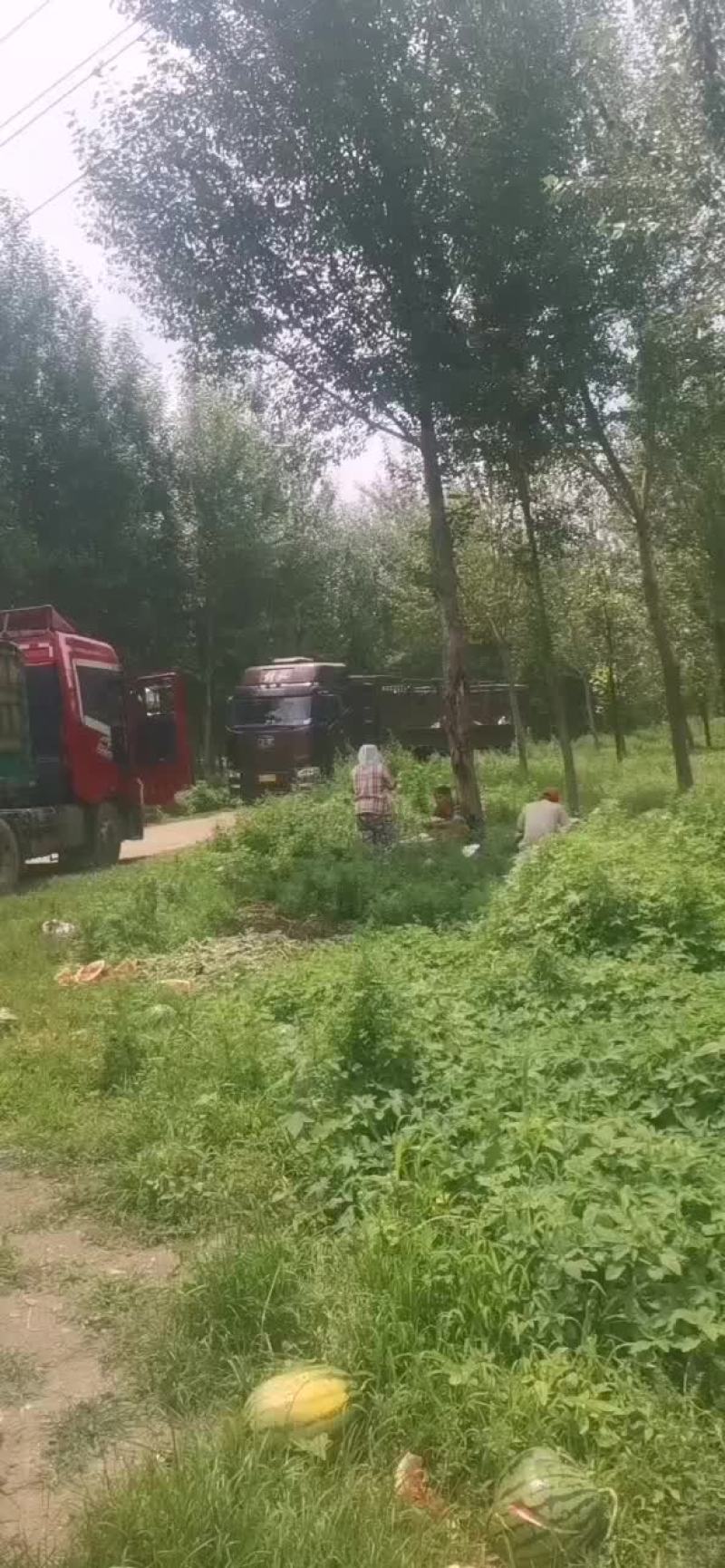 【精选】盖县甜王锦王四月末上市，需要的老板可以联系
