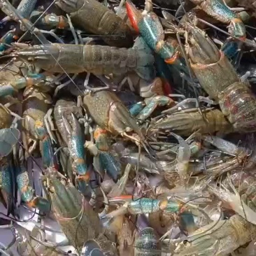 澳洲龙虾