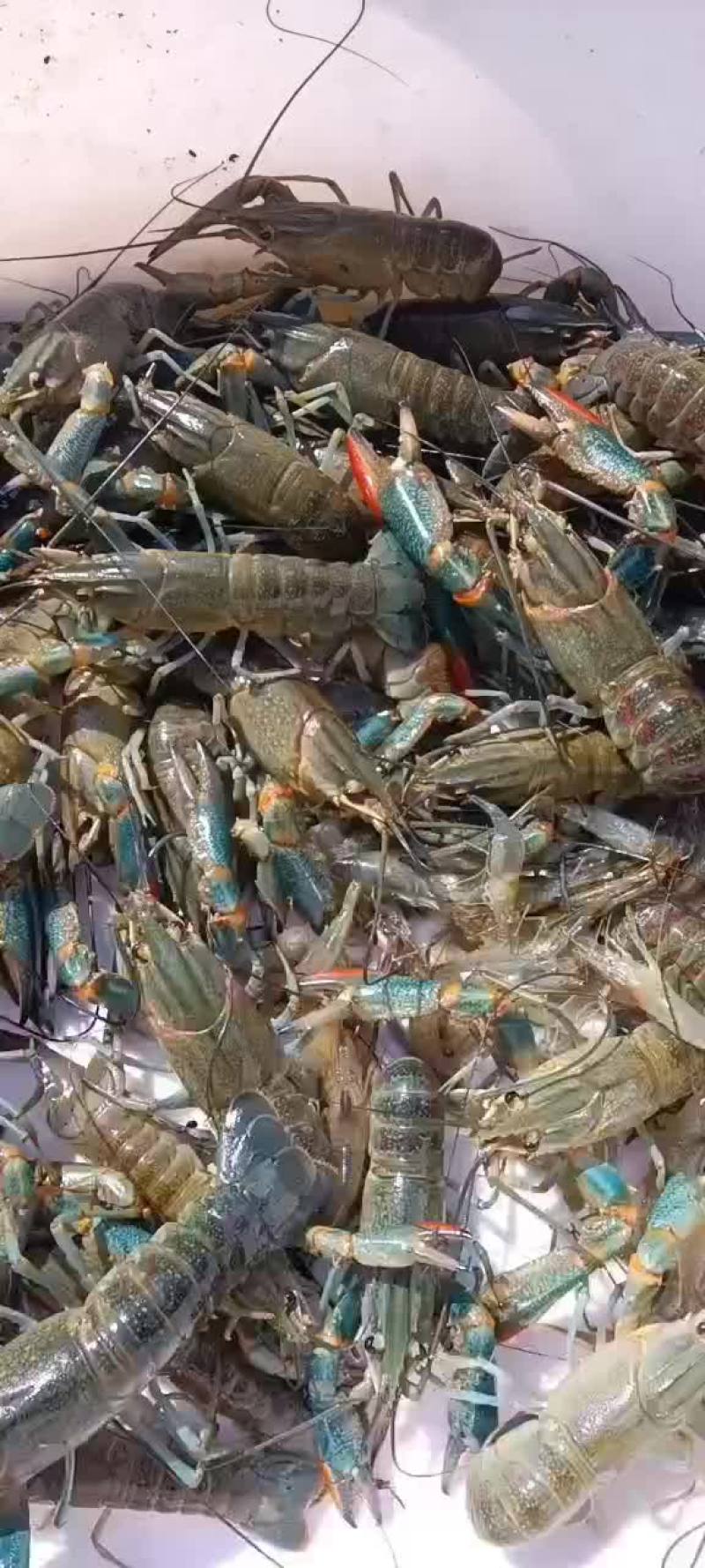 澳洲龙虾