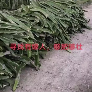 火龙果枝条