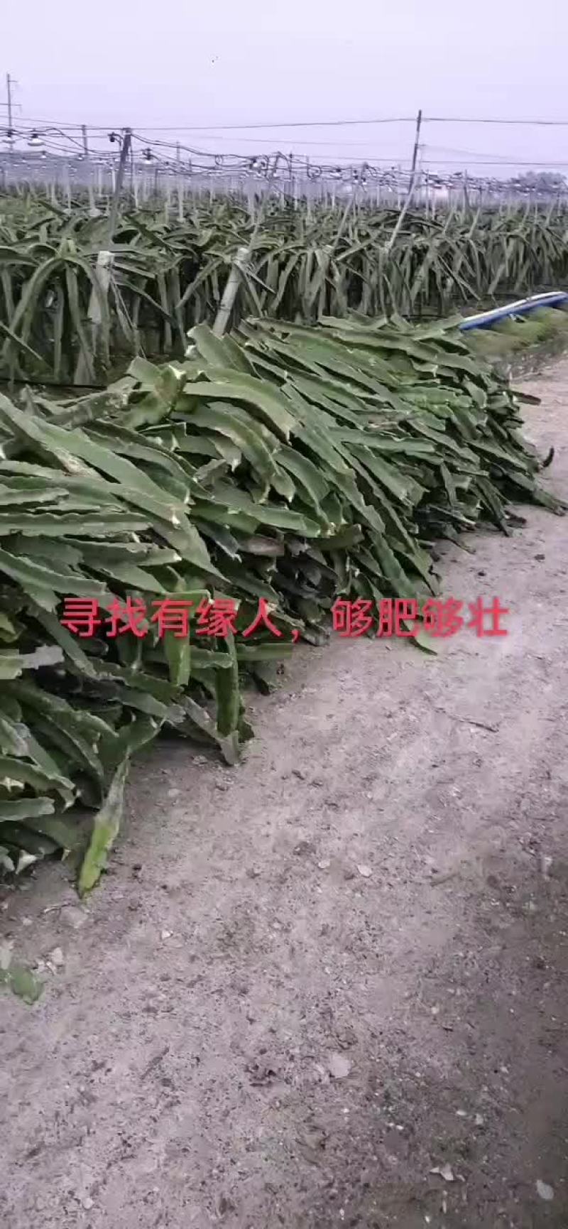火龙果枝条