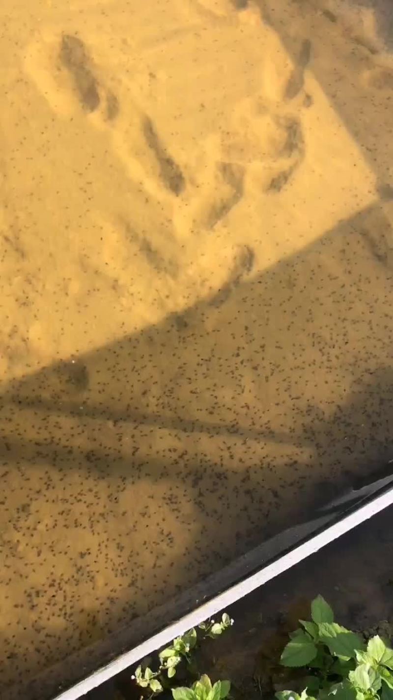牛蛙苗