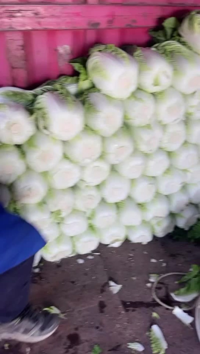 春菜
