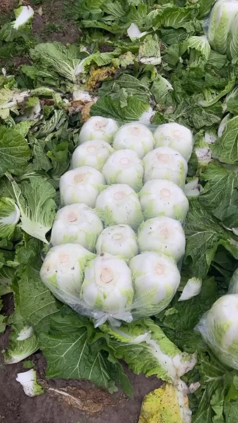 春菜