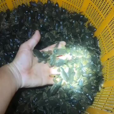 四脚蛙