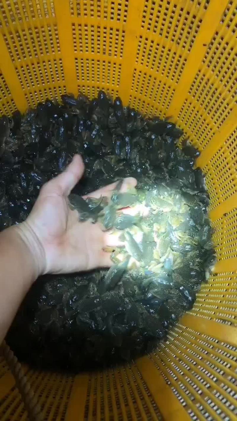 四脚蛙