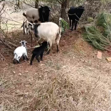 山羊