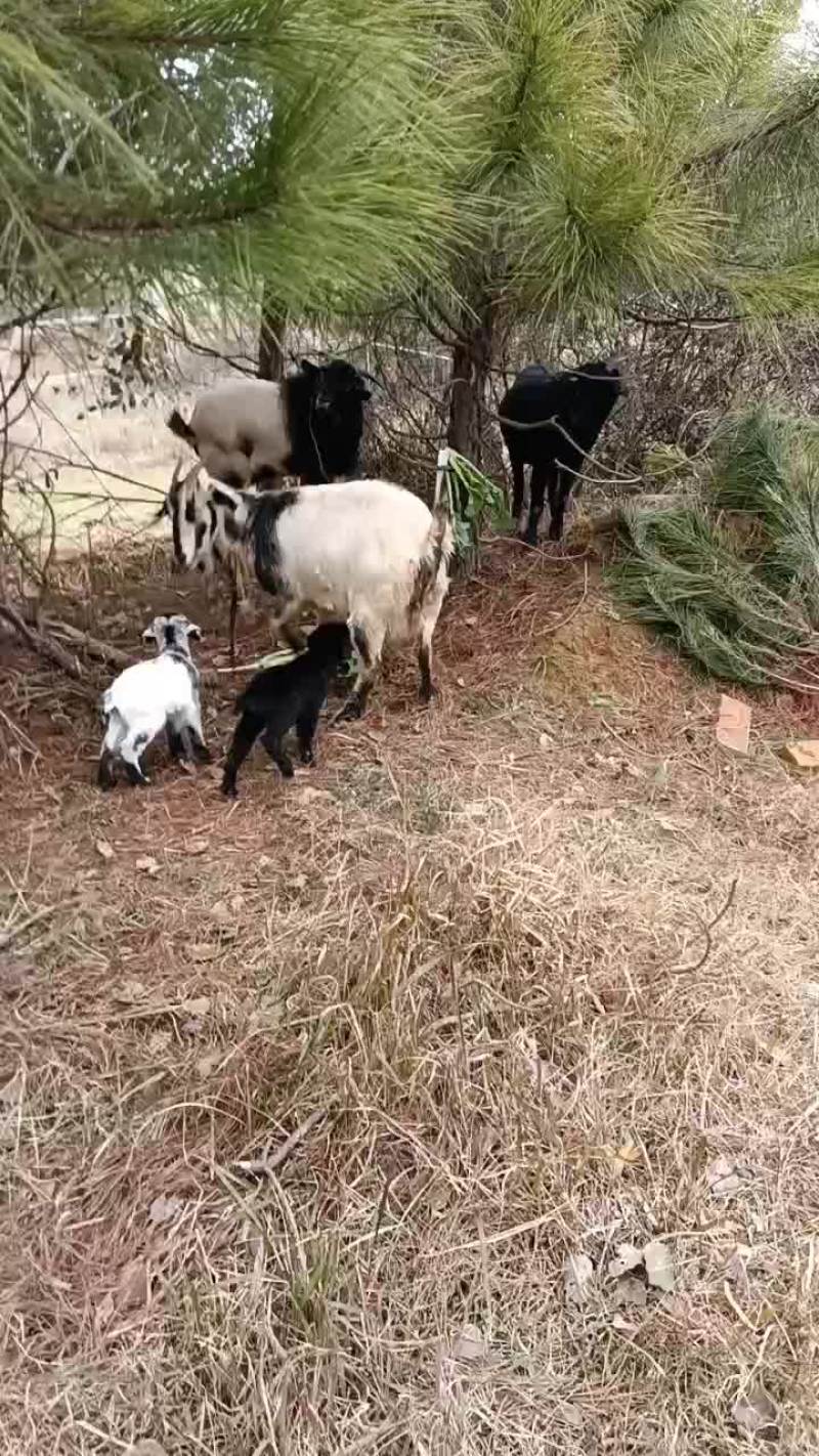山羊