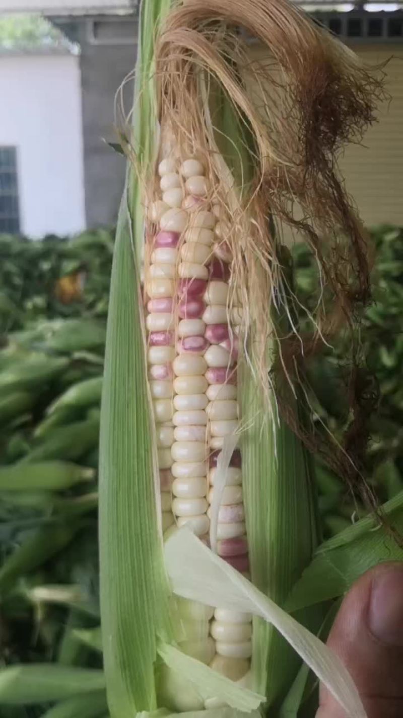 花玉米精品1.2元量大优惠