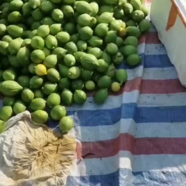 广东香水柠檬一级青果，大约有1500斤，自厂自销，欢迎来