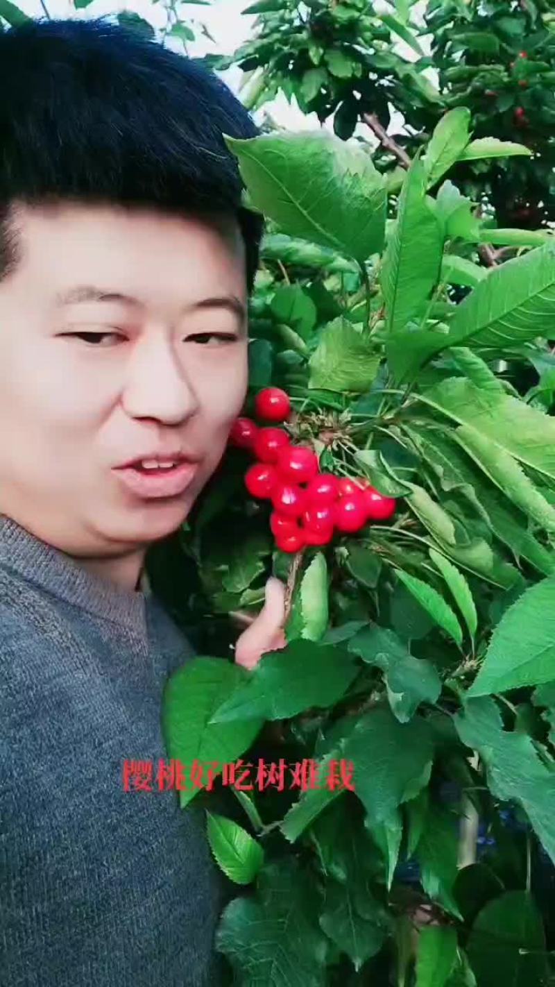 樱桃