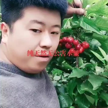 樱桃