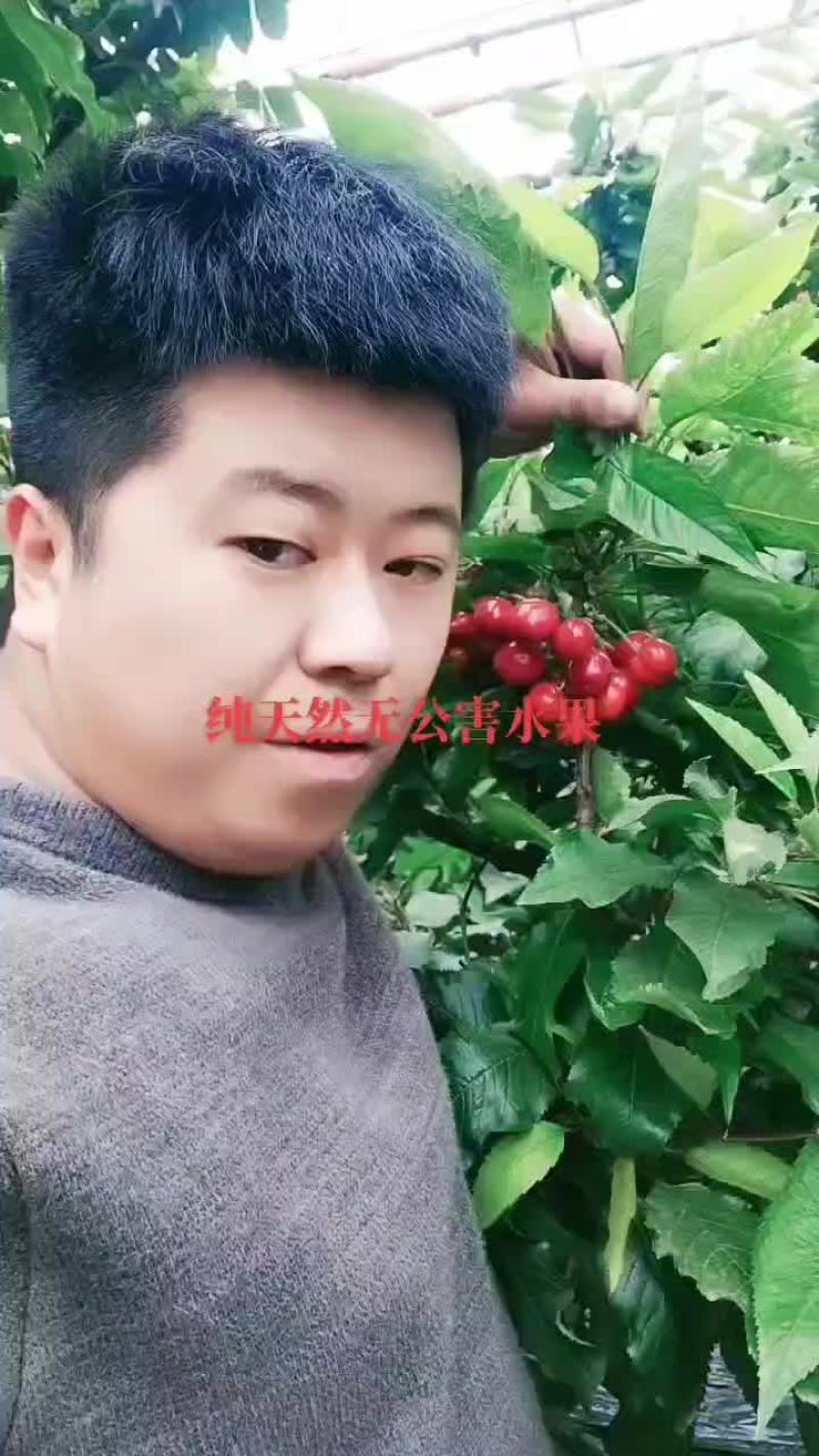 樱桃