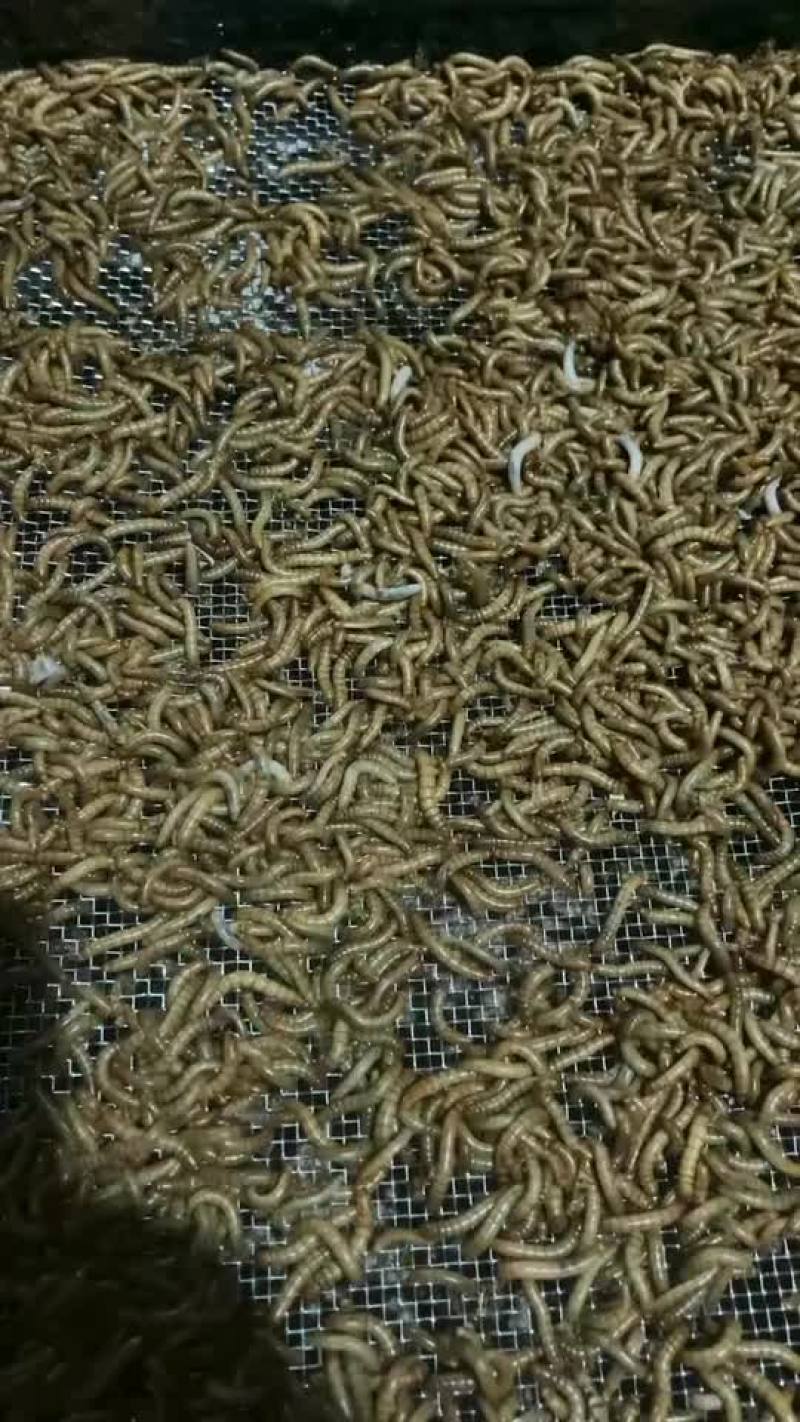 早起的虫儿有鸟吃