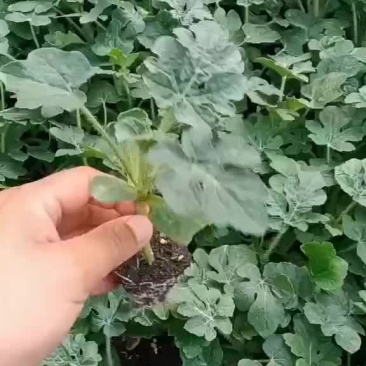 西瓜，甜瓜嫁接苗