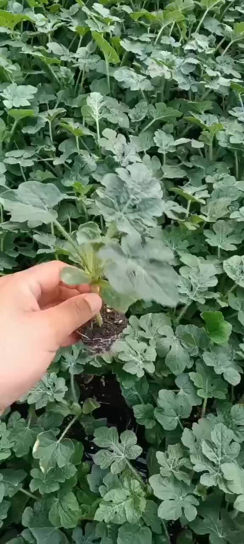 西瓜，甜瓜嫁接苗