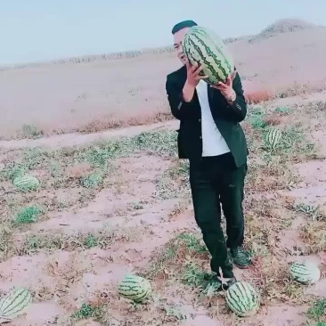 甜王西瓜