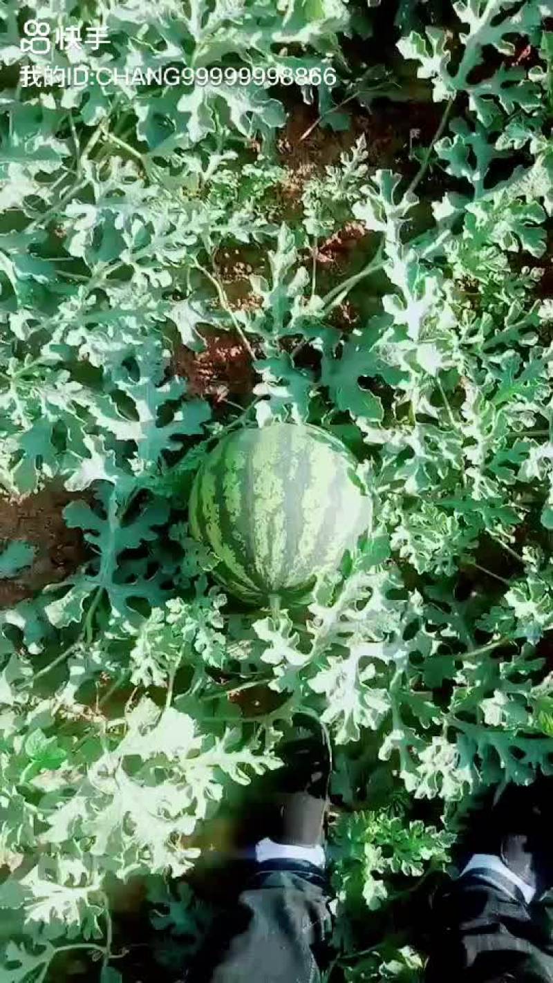 甜王西瓜