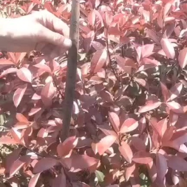 红叶石楠球，